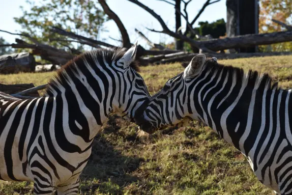 كازينو روكن رولّا الدعم